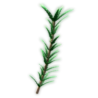 Rosemary