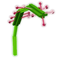 Sundew
