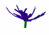Zenflare