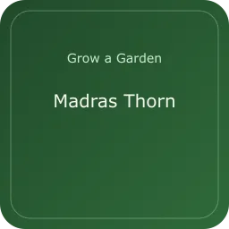 Madras Thorn
