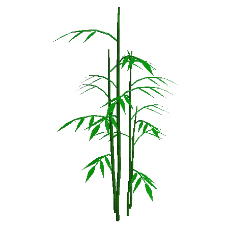 Bamboo Plant