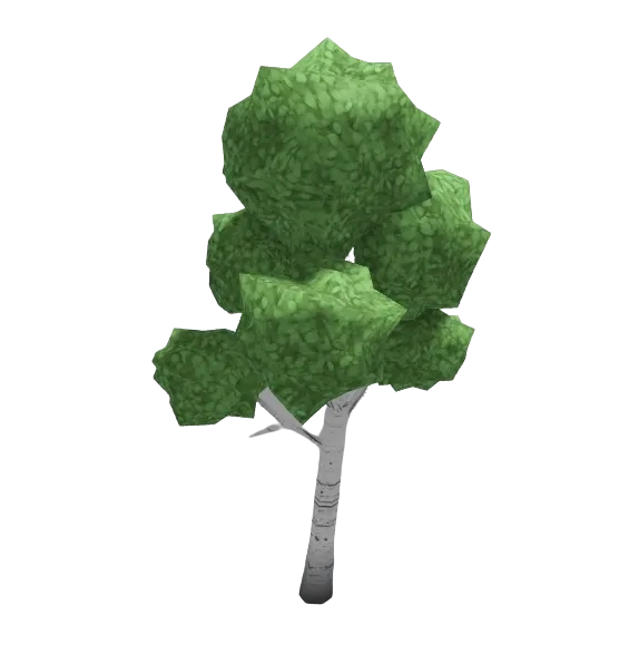 Birch Tree