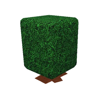 Box Hedge