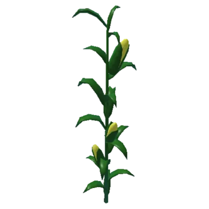 Corn Stalk