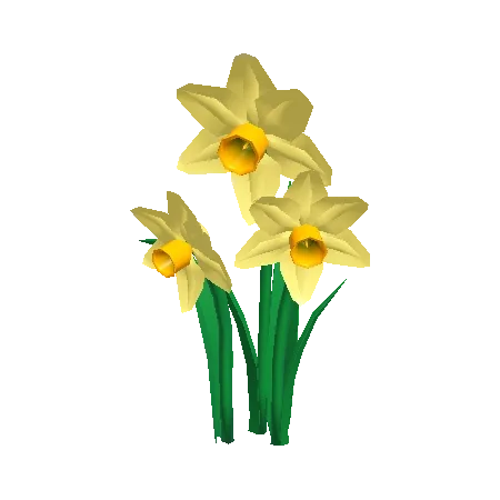 Daffodils