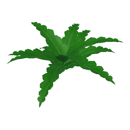Fern Plant