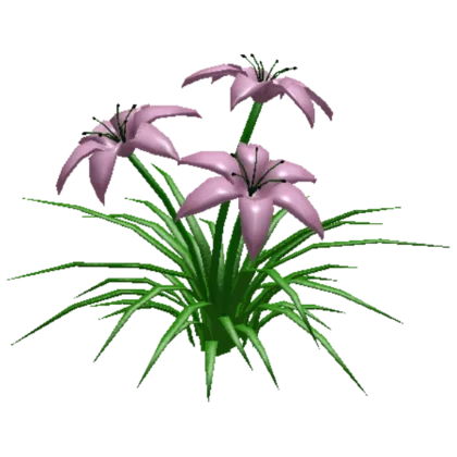 Lilies