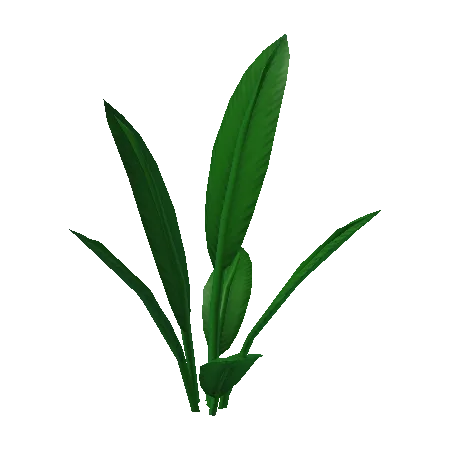 Luxurious Plant