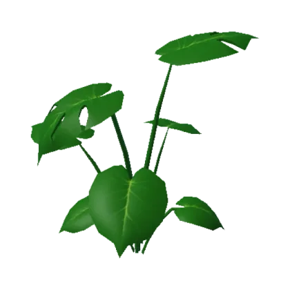 Monstera Plant