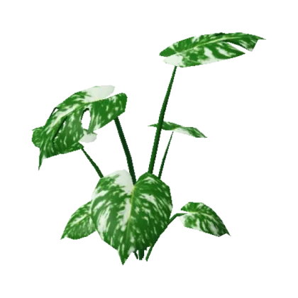 Monstera Variegata Plant