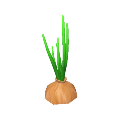 Onion Plant