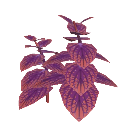 Painted Nettle Plant