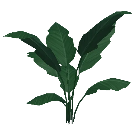 Palm Plant