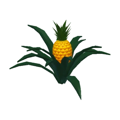 Pineapple Plant