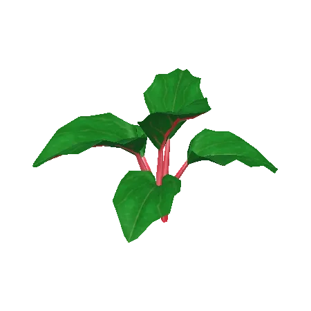 Rhubarb Plant