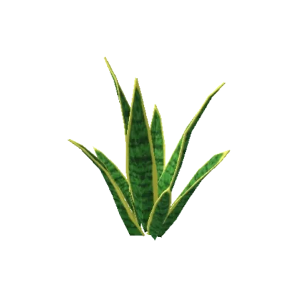 Snake Leaves Plant
