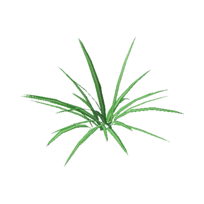 Spider Plant
