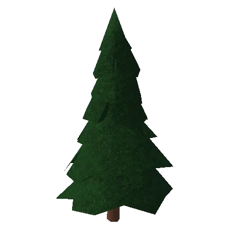 Spruce Tree