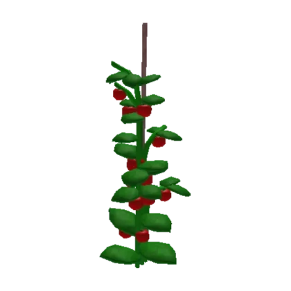 Tomato Plant