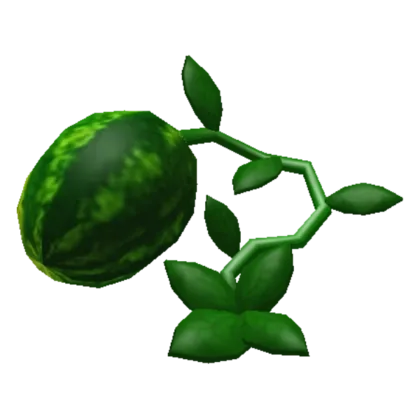 Watermelon Plant