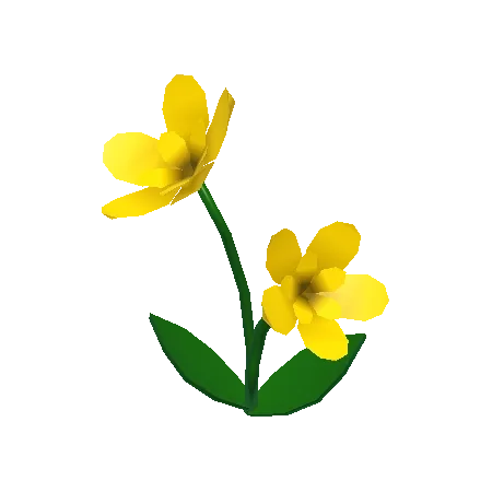 Wild Flowers