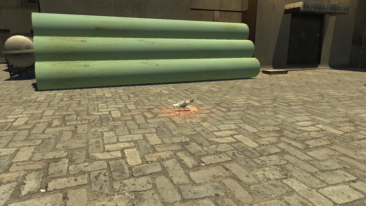 Seagull #22