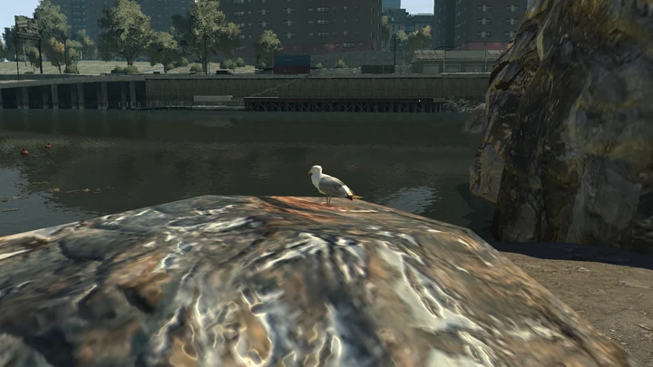 Seagull #43