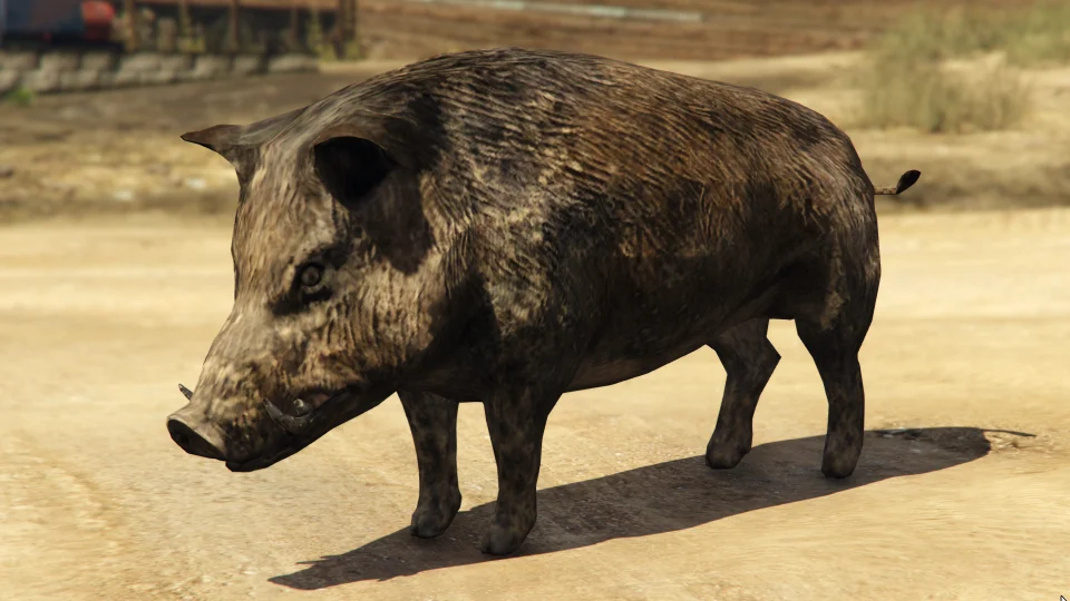 Boar
