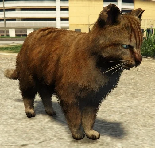Cat