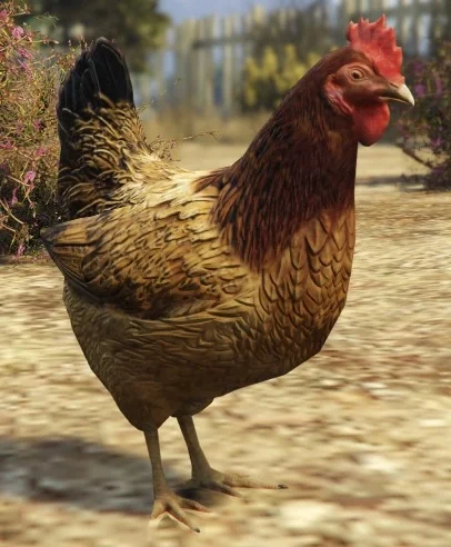 Chicken