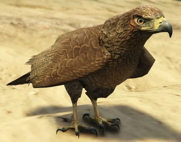 Chicken Hawk