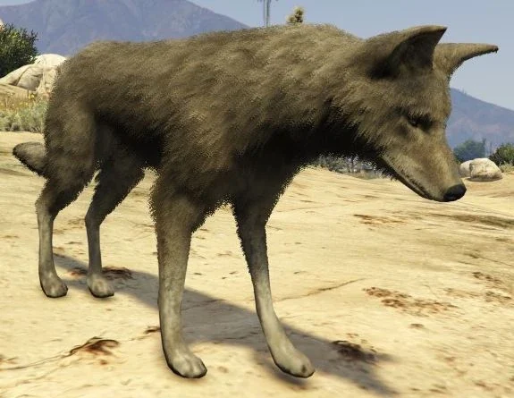 Coyote
