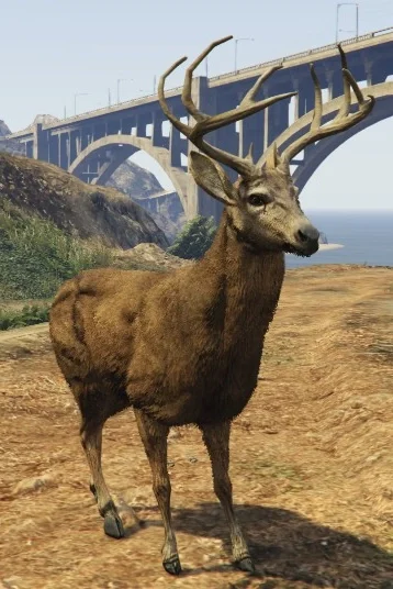 Deer
