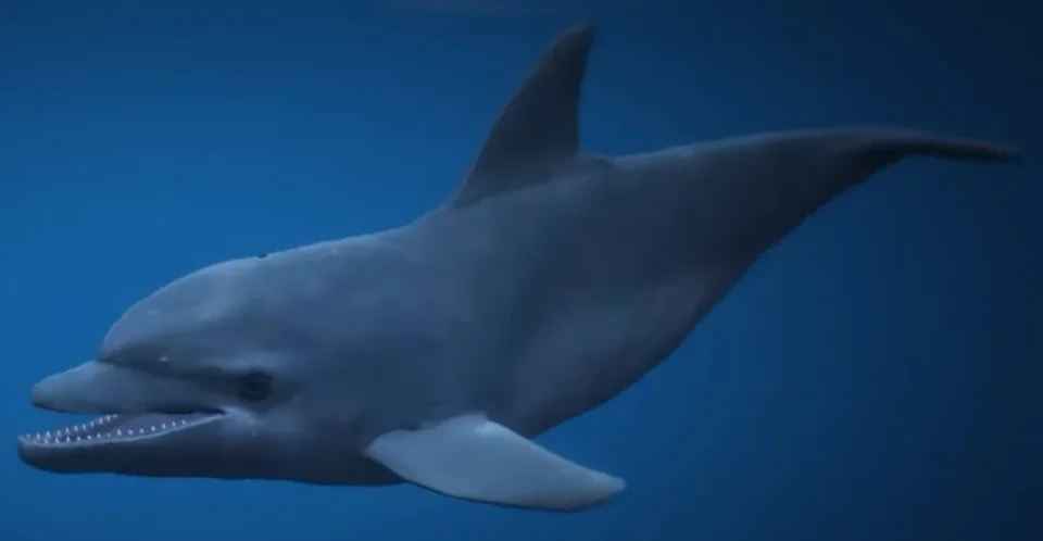 Dolphin