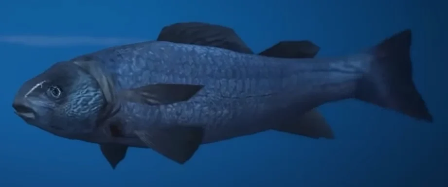 Fish