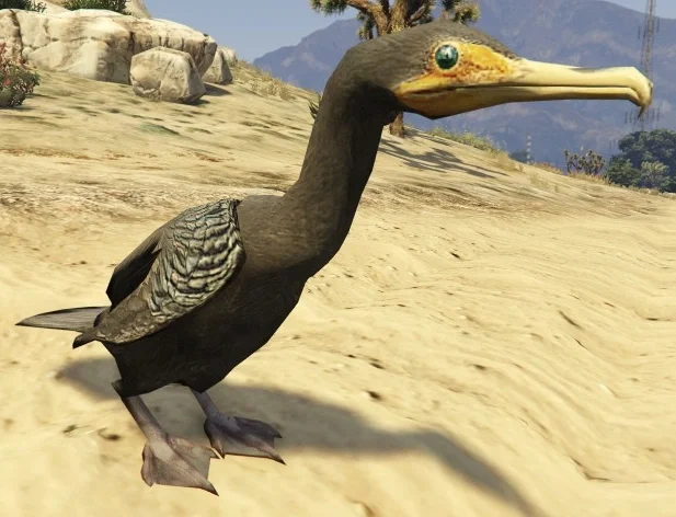 Great Cormorant