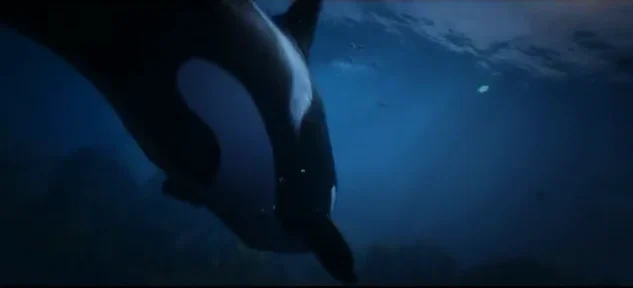 Killer Whale