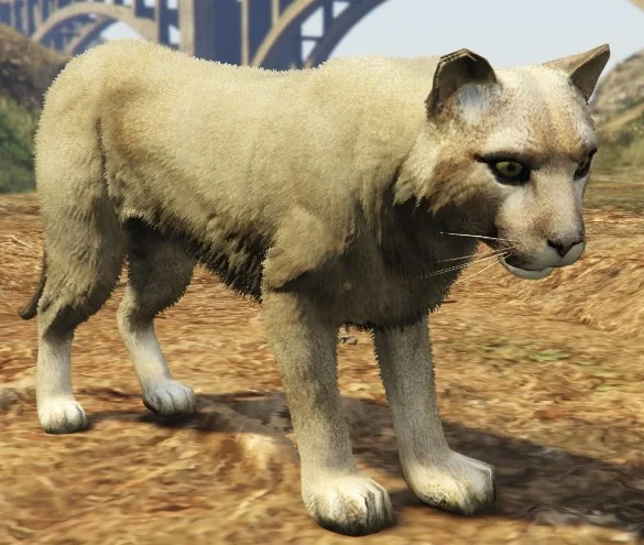 Mountain Lion