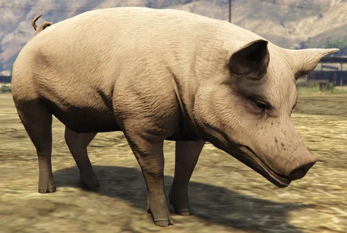 Pig
