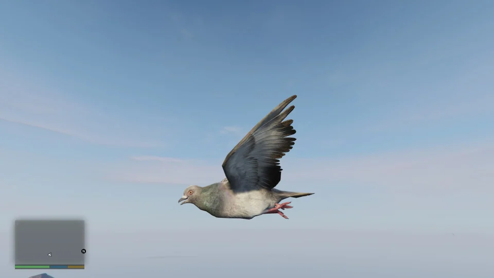 Pigeon