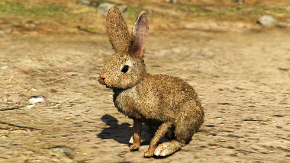 Rabbit