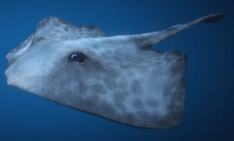 Stingray
