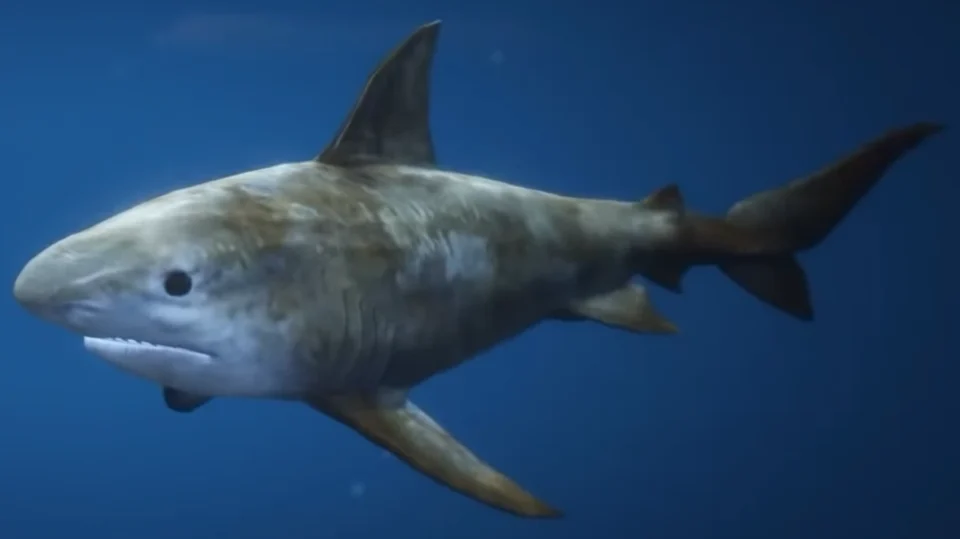 Tiger Shark