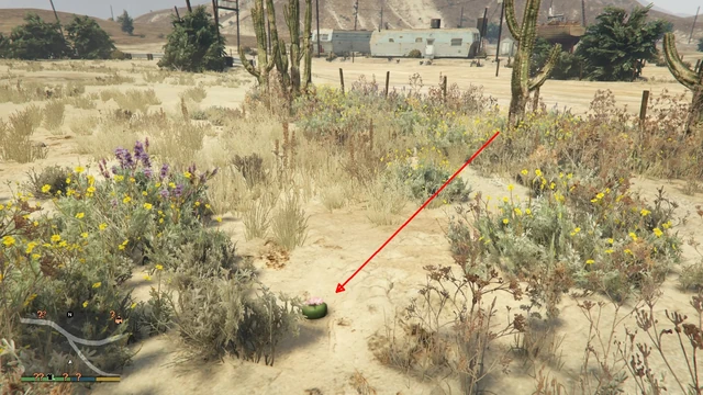 Peyote Plant #12
