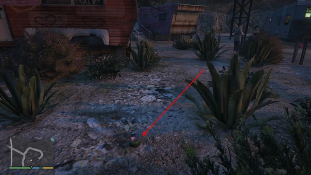 Peyote Plant #14