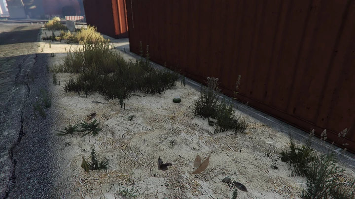 Peyote Plant #26