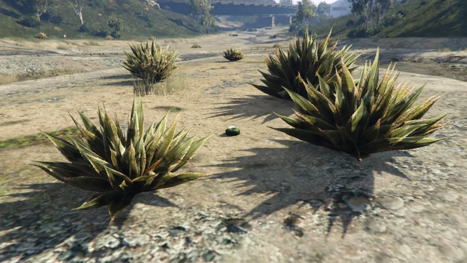 Peyote Plant #28