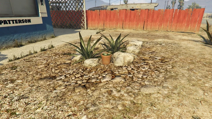 Peyote Plant #52