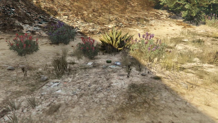 Peyote Plant #54
