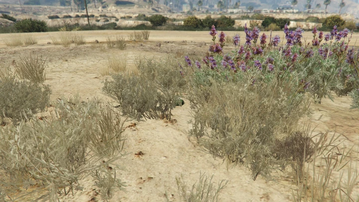 Peyote Plant #56